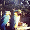 Blue-and-yellow Macaw