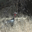 Gould's Wild Turkey