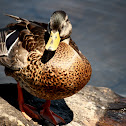 Mallard Duck