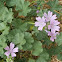 Malva