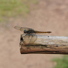 Dragon Fly