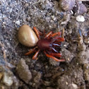 Woodlouse hunter