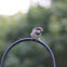 House Sparrow