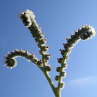Verrucaria, verruguera. European Heliotrope