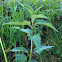 Große Brennnessel / Stinging nettle