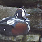 Harlequin Duck