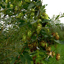 Hop/Hmelj