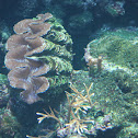 giant clam
