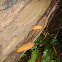 shelf fungi