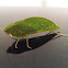 Katydid