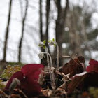 Sharp-Lobed Hepatica