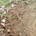 Small lizard