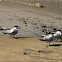Royal tern