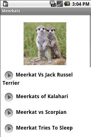 Meerkats