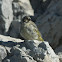 Black-throated Finch