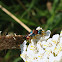 Cuckoo Wasp
