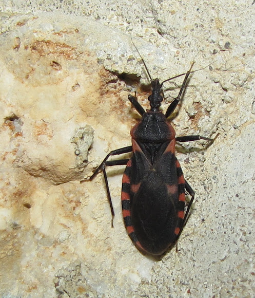 Eastern Blood-sucking Conenose | Project Noah