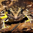 Pickerel Frog
