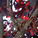 Anna's Hummingbirds