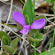 Fringed Polygala