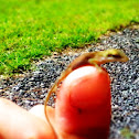 Carolina Anole