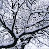 Snow Bound