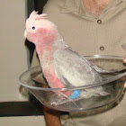 Galah