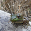 Green Frog