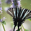 Zebra Swallowtail