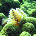 Christmas Tree Feather Worm