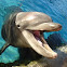 Bottlenose Dolphin 