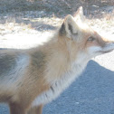 Red Fox