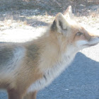 Red Fox