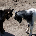Nigerian Dwarf Goats