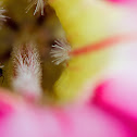 Ant in a flower