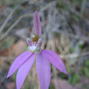 Pink Lady's Fingers Orchid