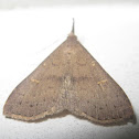 Speckled Renia