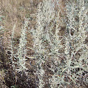 Prairie sage