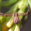 Crab spider (Mecaphesa)