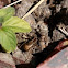 Wolf Spider