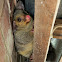 Common Brushtail Possum