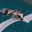 Moth