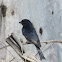 Fork-tailed Drongo