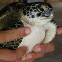 Hawksbill sea turtle