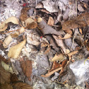 Boxelder Bug/ Maple Bug