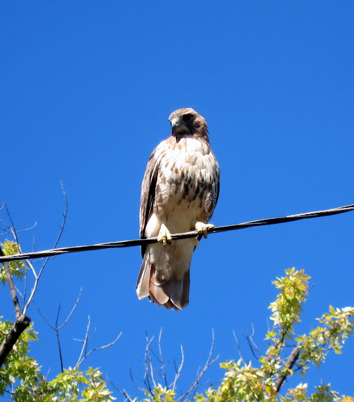 Spotting Image 1