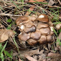? fried chicken mushroom