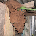 termite nest