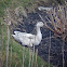 Snow Goose