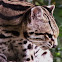 Margay
